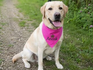 hundehalstuch mit namen und motiv bestickt in pink von stickfinchen