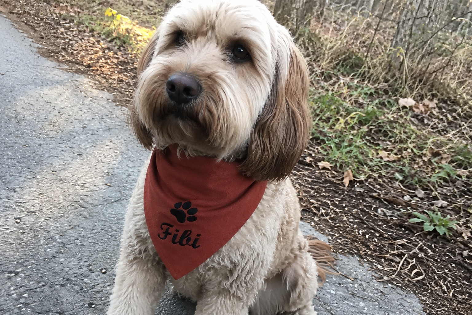 hundehalstuch mit namen und motiv in terrakotta von stickfinchen