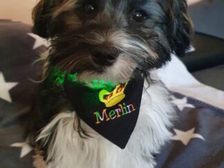 hundehalstuch mit namen und wunschmotiv in schwarz von stickfinchen