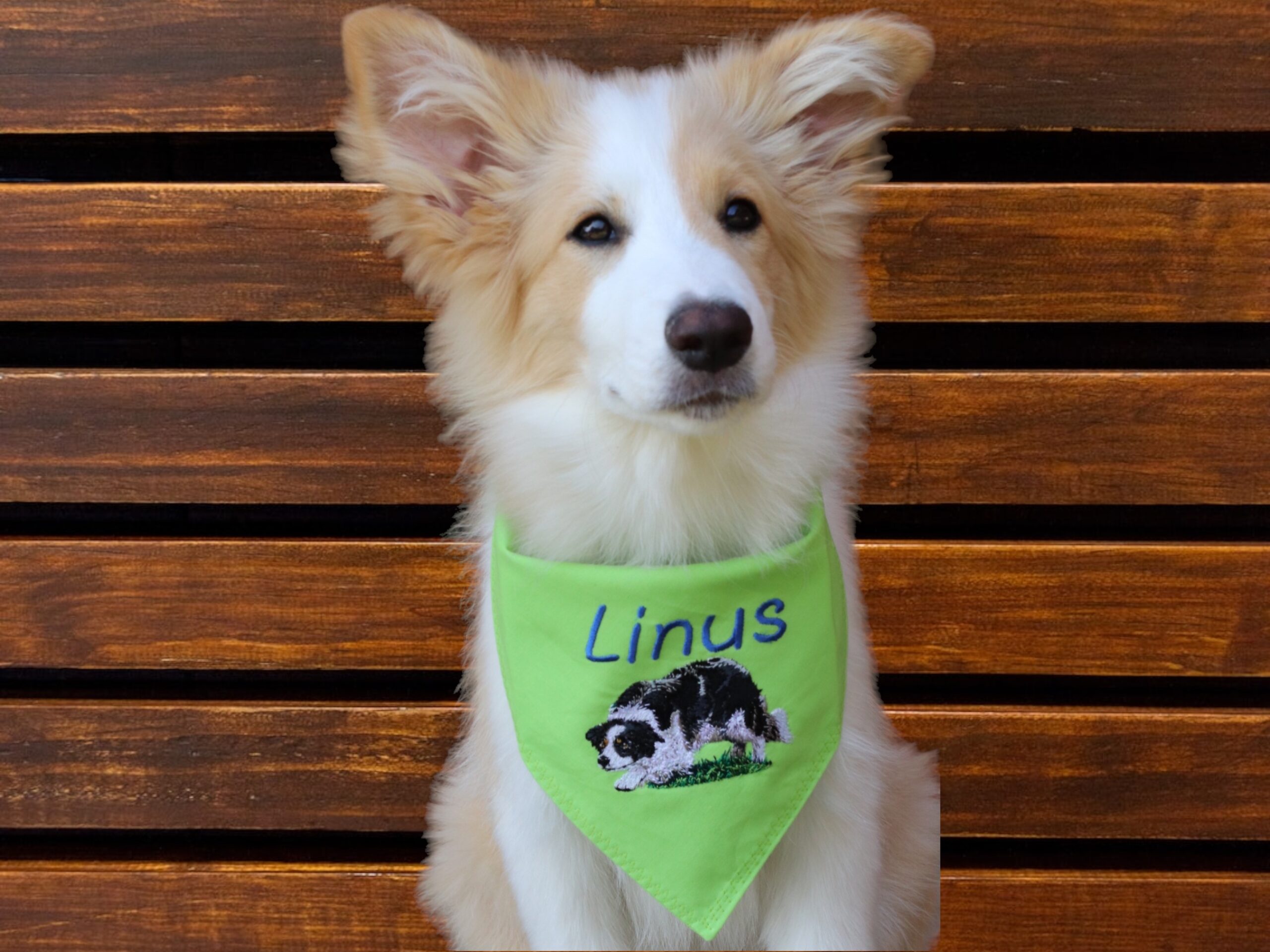 personalisisertes Hundehalstuch mit Namen und Motiv bestickt