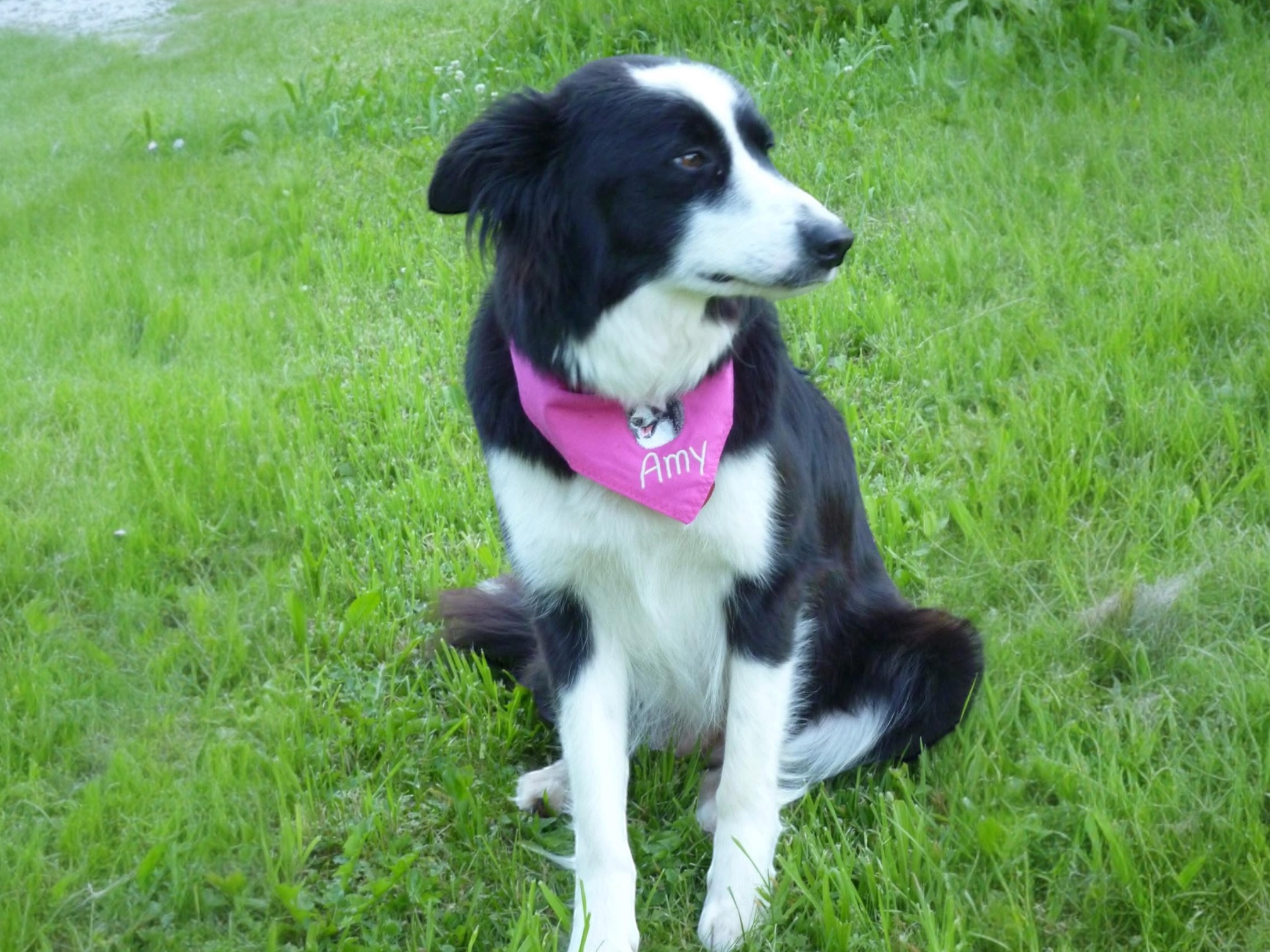 hundehalstuch mit namen und motiv bestickt in pink von stickfinchen