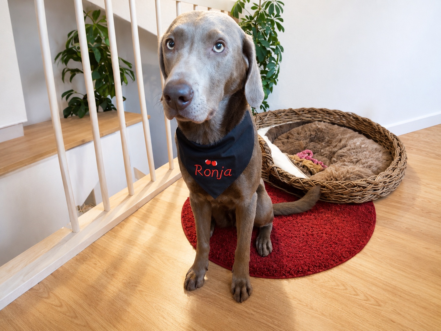 hundehalstuch mit namen und motiv bestickt in schwarz von stickfinchen