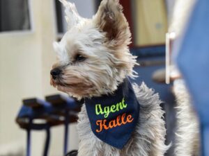 hundehalstuch mit namen bestickt in marine von stickfinchen