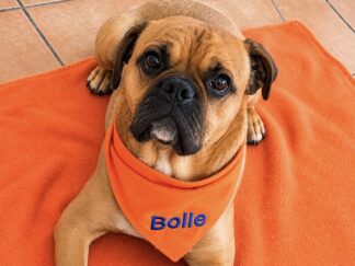 hundehalstuch mit namen bestickt in orange von stickfinchen