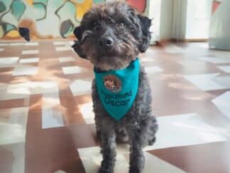 personalisiertes Hundehalstuch mit Namen bestickt in petrol