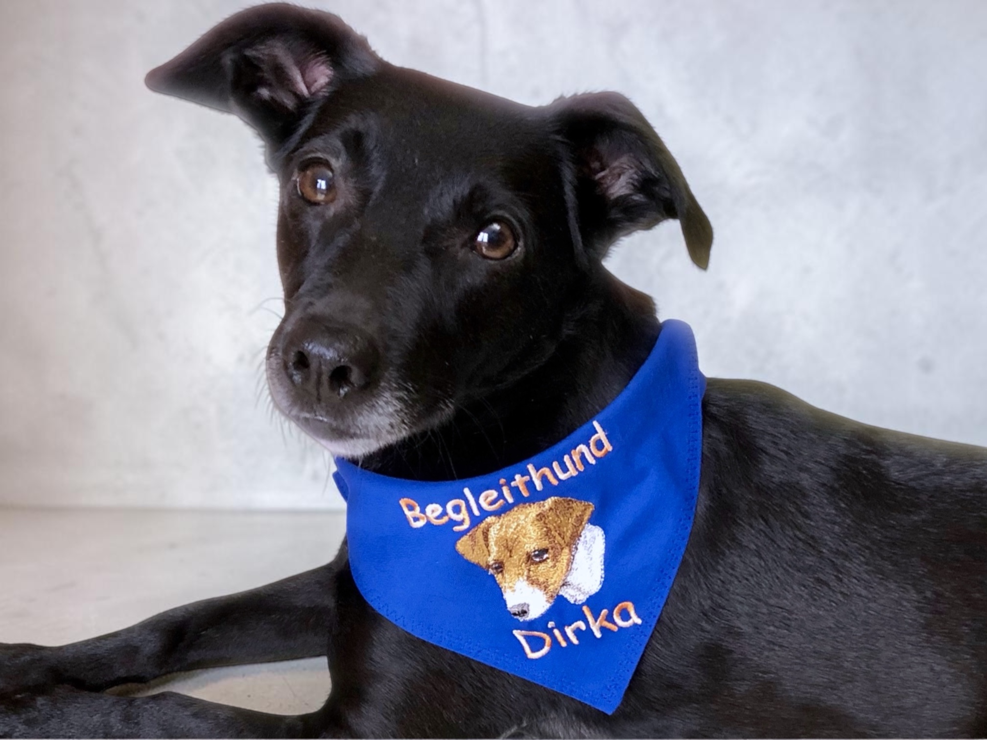 hundehalstuch royalblau mit namen und motiv bestickt von stickfinchen