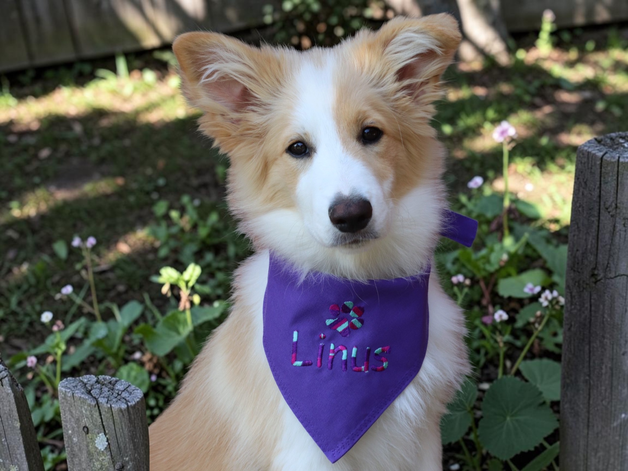 hundehalstuch lila mit namen und motiv bestickt von stickfinchen