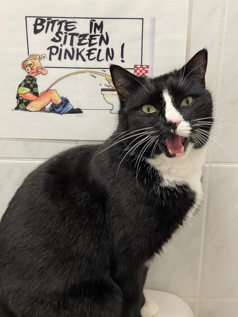 Bruno, schwarz-weiße Smokingkatze