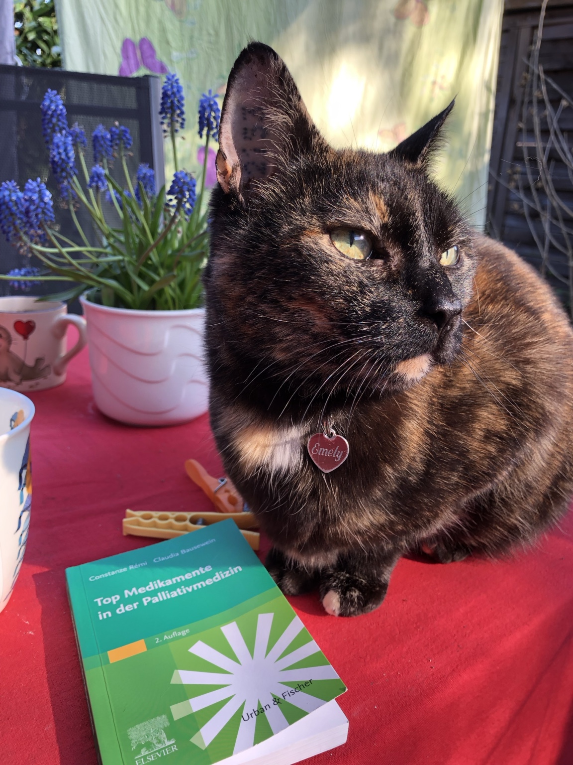 Emely, Schildpattkatze