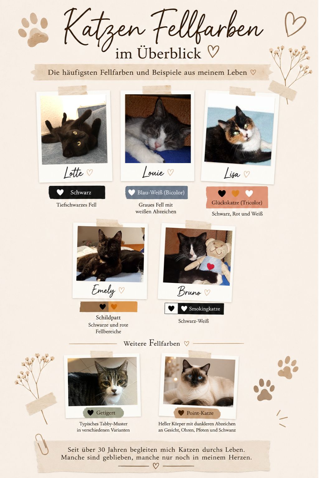 Katzen Fellfarben im Überblick mit Beispielen aus meinem Leben
