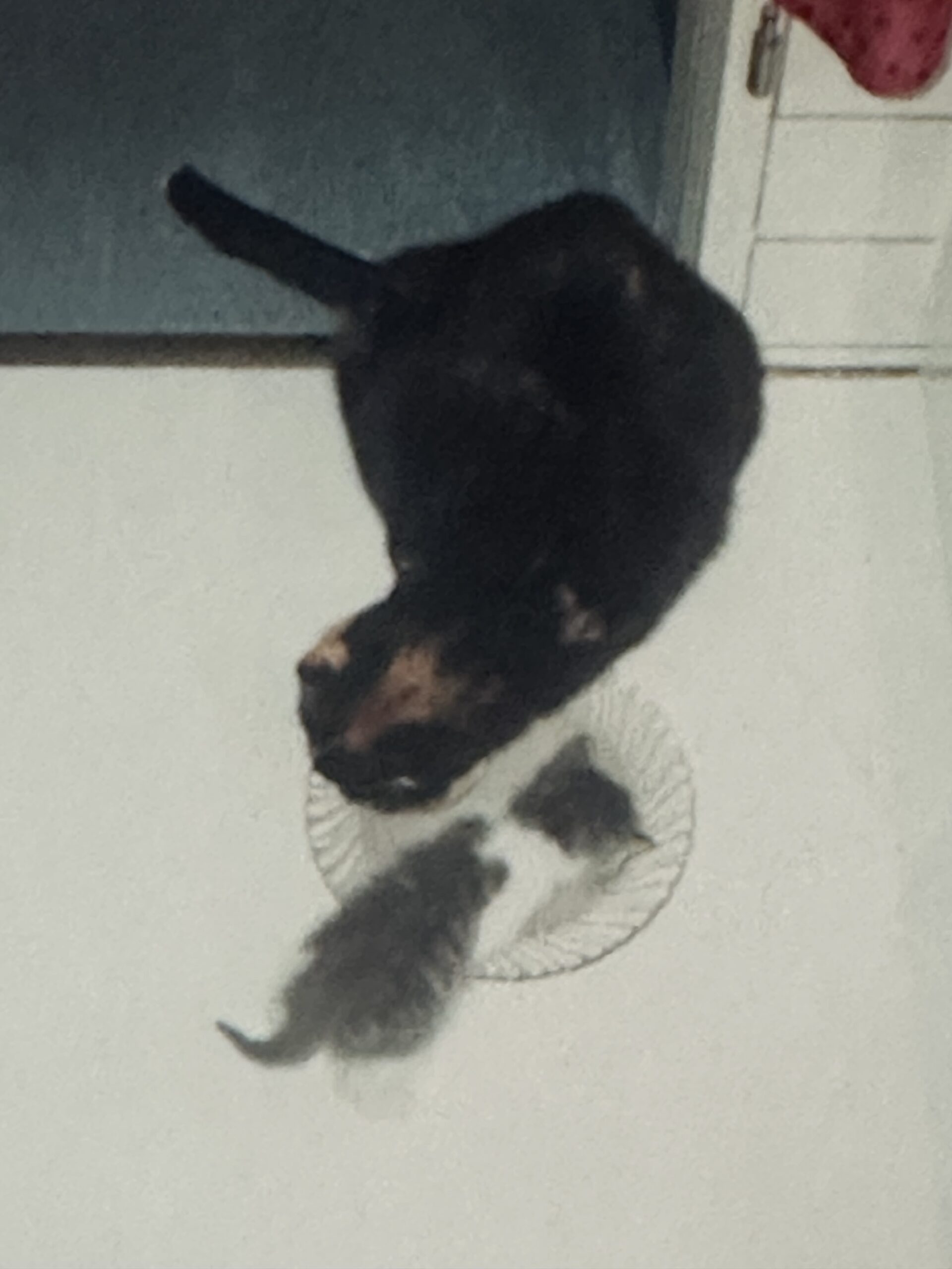 Louie als kleines Kätzchen