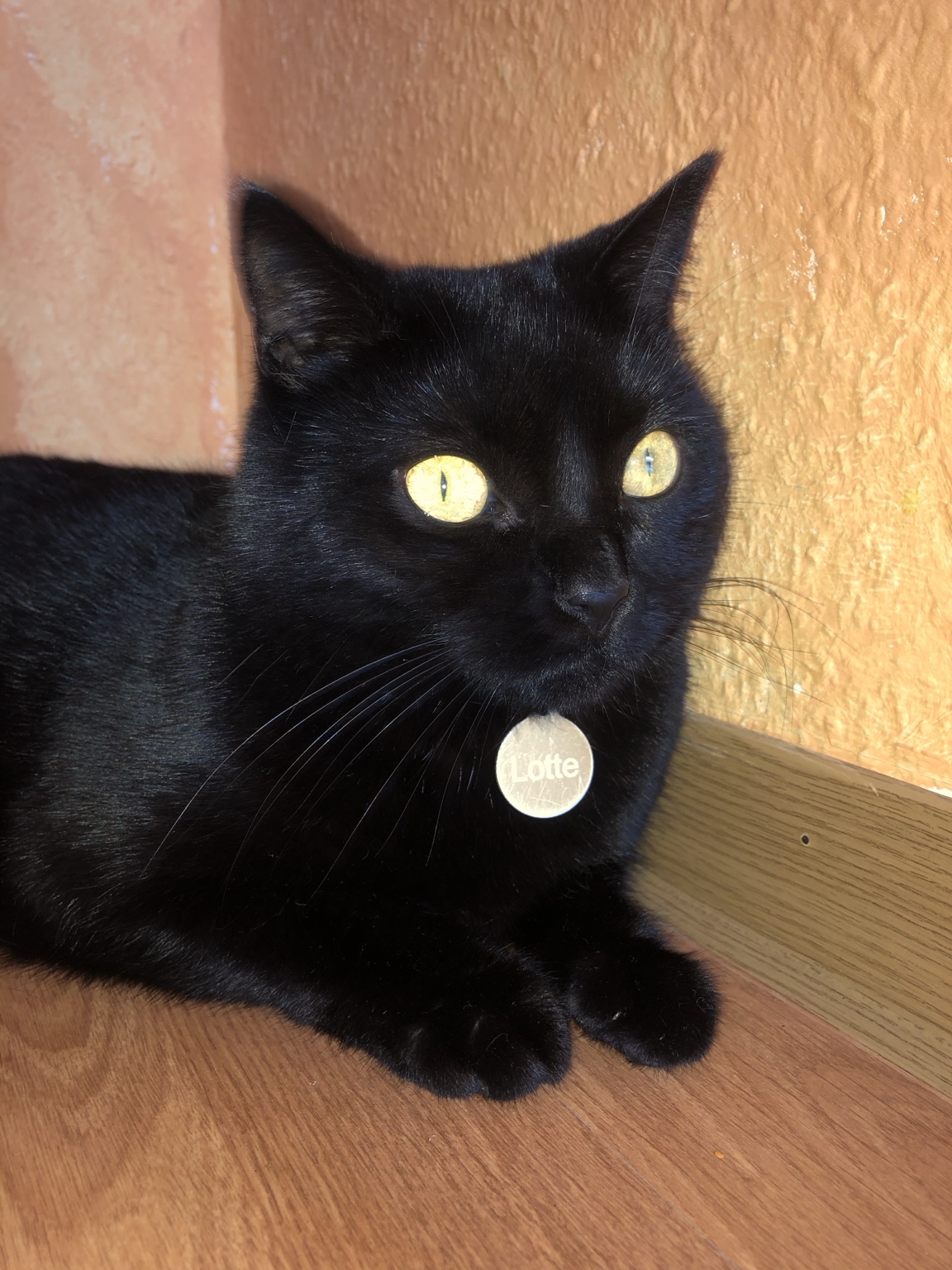 Lotte, schwarze Katze