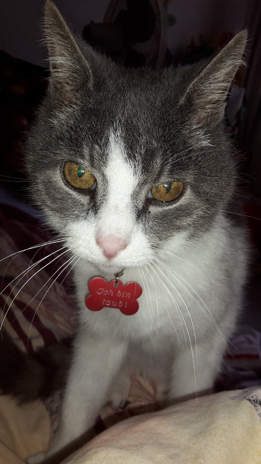 Louie, blau-weiße Bicolor-Katze