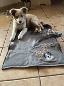 Welpe liegt auf einer Premium Hundedecke aus 100% Baumwolle mit Namen und Motiv bestickt