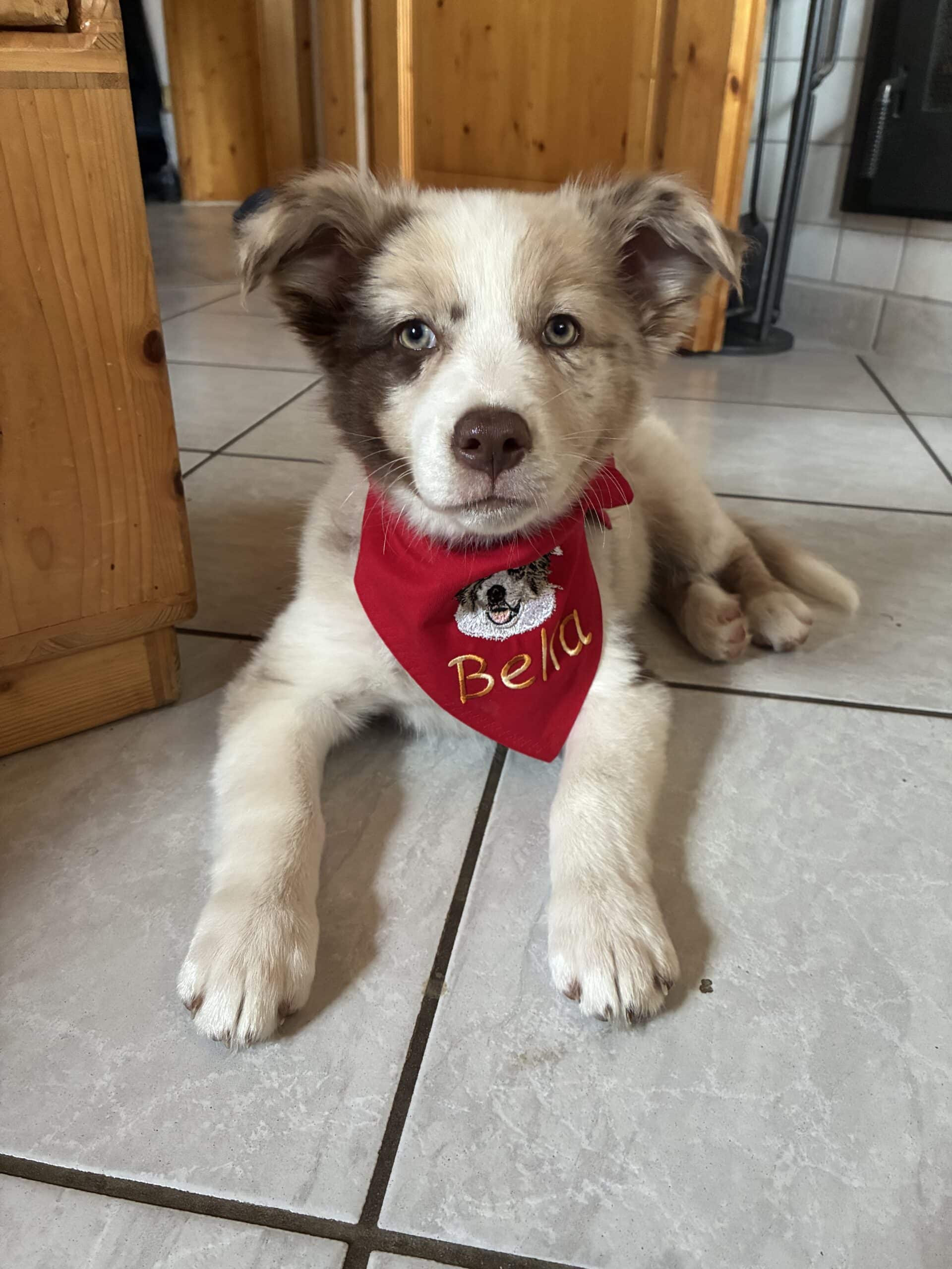rotes Hundehalstuch mit Namen und Motiv bestickt Welpe trägt ein rotes Hundehalstuch mit Namen und Motiv bestickt