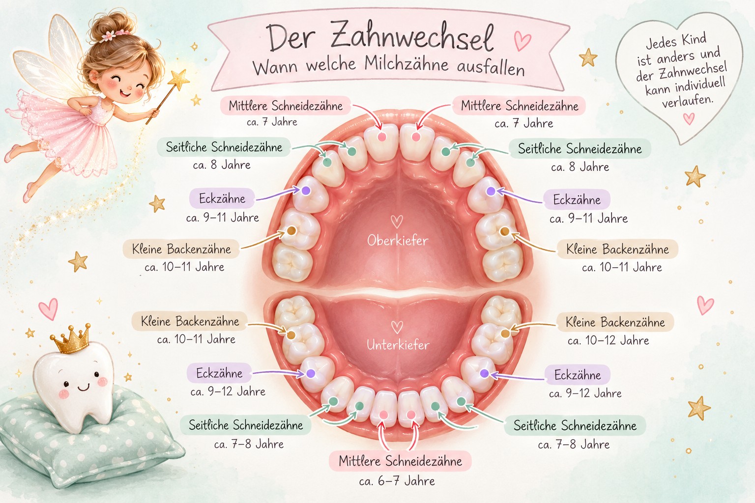 Infografik zum Zahnwechsel und zur Reihenfolge der ausfallenden Milchzähne