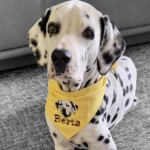 hundehalstuch mit namen und motiv bestickt in gelb von stickfinchen