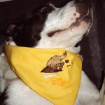 hundehalstuch mit namen und motiv in gelb von stickfinchen
