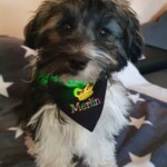 hundehalstuch mit namen und wunschmotiv in schwarz von stickfinchen