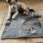 Welpe liegt auf einer Premium Hundedecke aus 100% Baumwolle mit Namen und Motiv bestickt