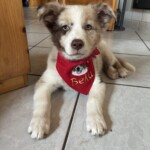 Welpe trägt ein rotes Hundehalstuch mit Namen und Motiv bestickt
